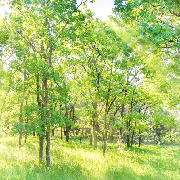 Landschaft mit grünem Wald und schöner Natur