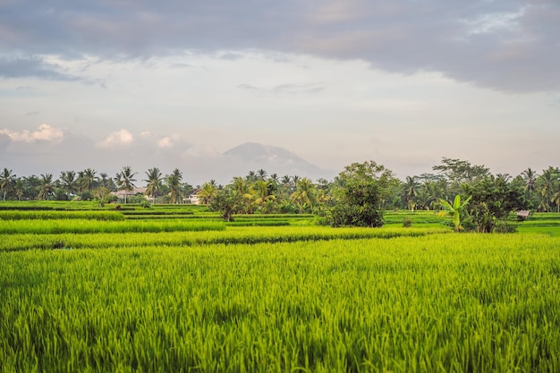 Landschaft mit grünen Reisfeldern Palmen und Vulkan Agung an sonnigen Tagen auf der Insel Bali Indonesien Natur- und Reisekonzept