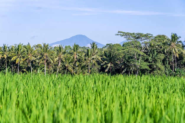 Landschaft mit grünen Reisfeldern, Palmen und Vulkan Agung auf der Insel Bali, Indonesien