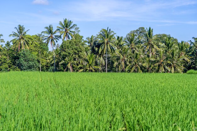 Landschaft mit grünen Reisfeldern und Palmen am sonnigen Tag in Insel Bali, Indonesien