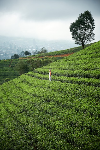 Landschaft mit grünen Teefeldern in Sri Lanka