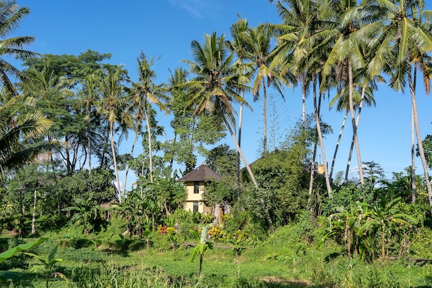 Landschaft mit grüner Palme und einem Steinhaus an einem sonnigen Tag in Ubud, Bali Island, Indonesien