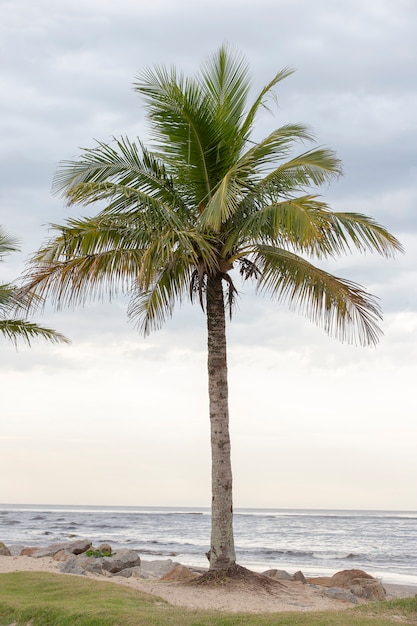 Landschaft mit hervorgehobener Palme und der Seegrenze im Hintergrund