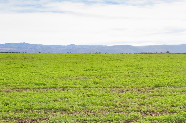 Landschaft mit Kleeernte für Futter und Berge