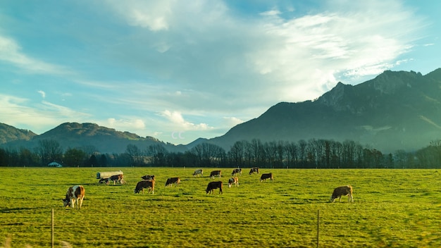 Landschaft mit Kühen auf einer grünen Weide an einem Frühlingstag