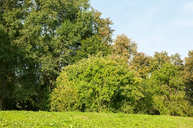 Landschaft mit Laubbäumen gegen den blauen Himmel