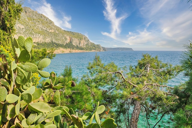 Landschaft mit Meer und Bäumen