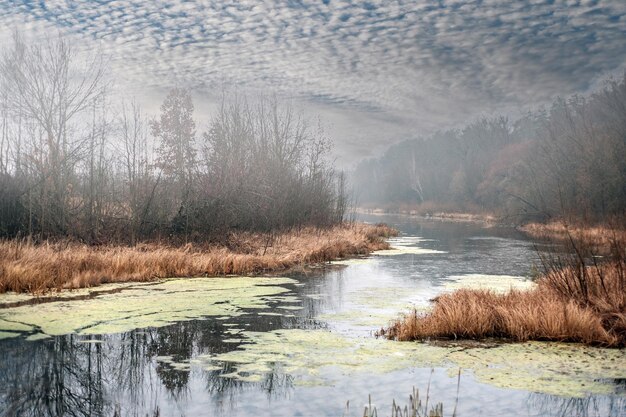 Landschaft mit Morgennebel im Waldsee