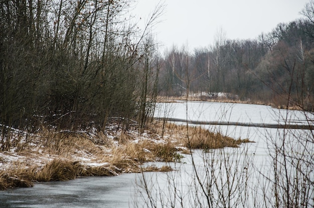 Landschaft mit Morgennebel im Waldsee