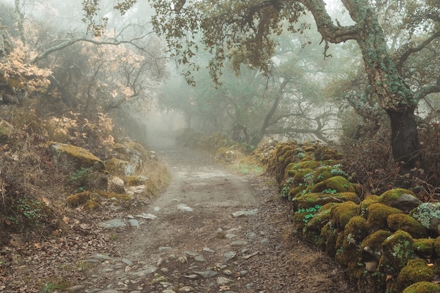 Landschaft mit Nebel auf einer Landstraße. Montanchez. Spanien.