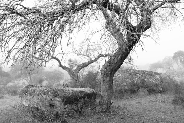 Landschaft mit Nebel in der Dehesa de la Luz. Extremadura. Spanien.