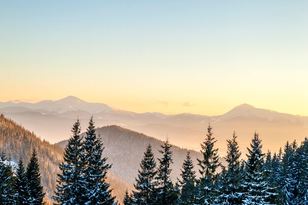 Landschaft mit Pinien, Sonnenlicht und hohen Bergen