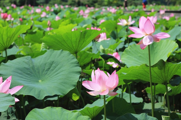 Landschaft mit rosa Lotusblumen, die im Teich blühen