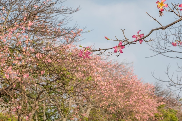 Landschaft mit rosa Seidenbaumblumen in Taiwan