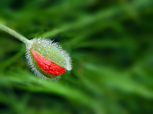 Landschaft mit roter Mohnknospe 2