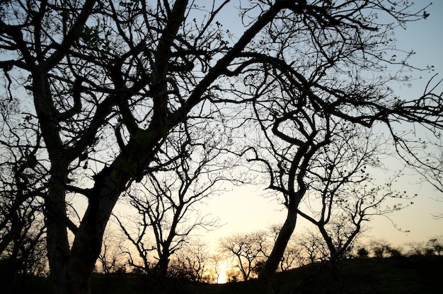 Landschaft mit Schattenbild der Bäume bei Sonnenuntergang. Hintergrundbeleuchtung Landschaft,