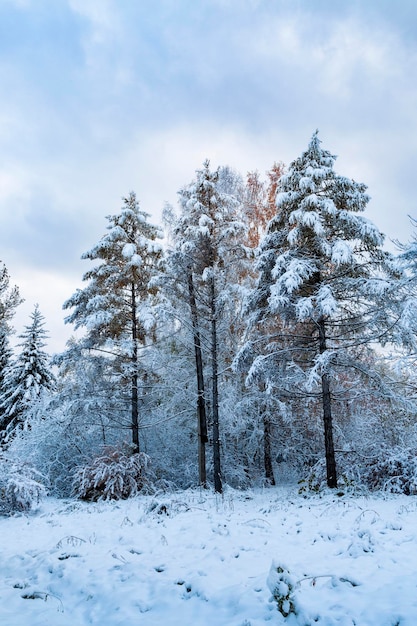 Landschaft mit schneebedeckten Bäumen Wetter Klimawandel der Jahreszeiten