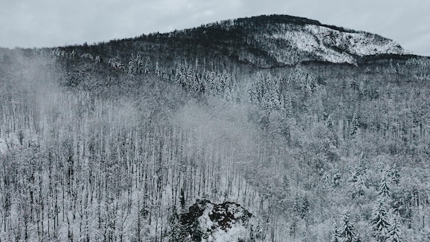 Foto landschaft mit schneebedeckten bäumen