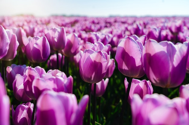 Landschaft mit schönen Tulpenfeld in den Niederlanden im Frühjahr. mehrfarbige holländische Tulpenfelder in der holländischen Landschaft Holland. Reiseurlaubskonzept.