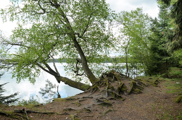 Landschaft mit See- und Waldblick