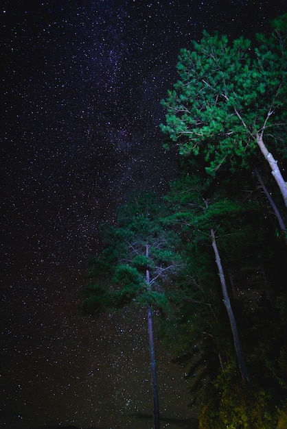 Landschaft mit Sternen über Baum