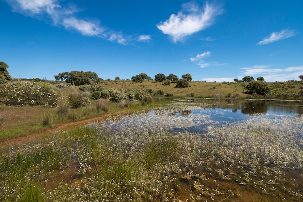 Landschaft mit temporärem Teich