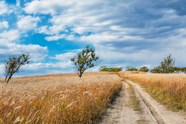 Landschaft mit trockenem Gras und grünen Bäumen in der Herbstsaison