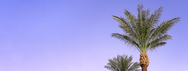 Landschaft mit tropischen Palmenzweigen Lila blauer Himmel