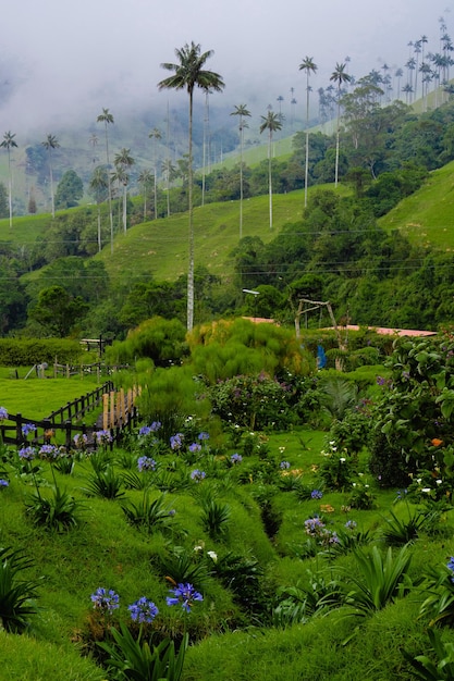 Landschaft mit tropischer Natur in Salento Quindio Cocora in Kolumbien mit vertikalem Foto von Wachspalmen