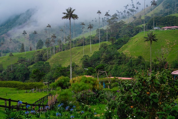 Landschaft mit tropischer Natur in Salento Quindio Cocora in Kolumbien mit Wachspalmen