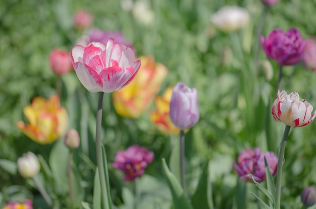 Landschaft mit Tulpenfeld Tulpenfeld im Frühjahr Mischfarbe Tulpenblume Mischung aus Tulpenblumen im Garten