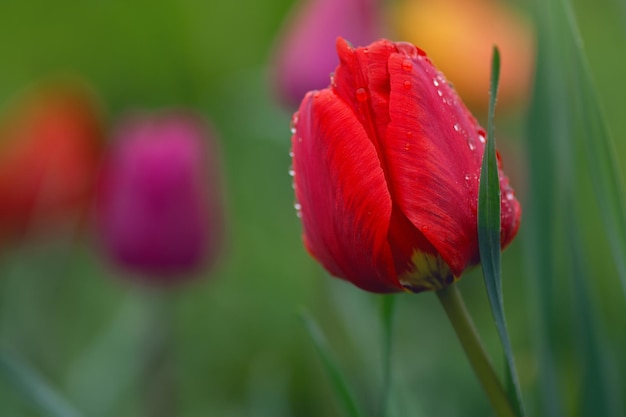 Landschaft mit Tulpenfeld Tulpenfeld im Frühjahr Rote Farbe Tulpenblume Rot von Tulpen Blumen im Garten