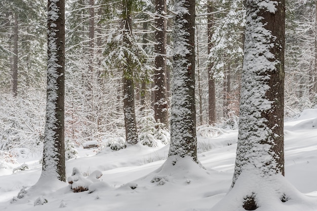 Landschaft mit verschneitem Wald, Winterfeenschwanz