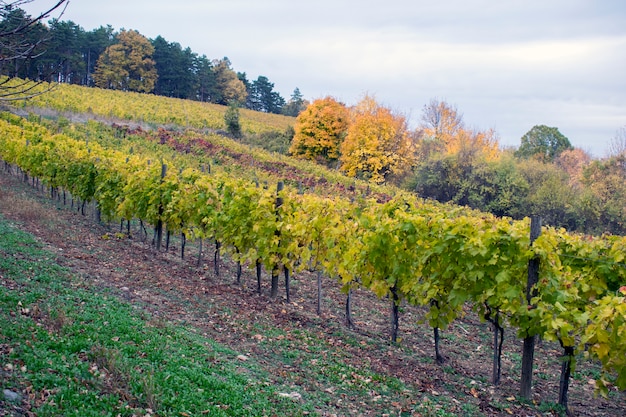 Landschaft mit Weinbergen im Herbst und Bio-Traube auf Rebzweigen