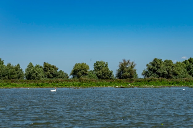 Landschaft mit weißen Pelikanen im Donaudelta, Rumänien, an einem sonnigen Sommertag, 2021