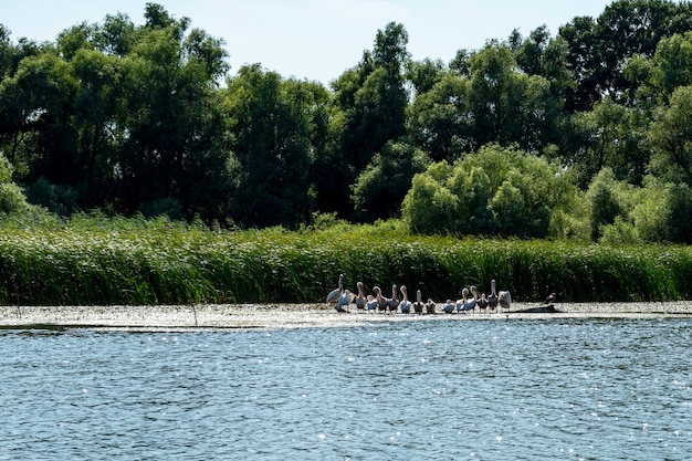 Foto landschaft mit weißen pelikanen im donaudelta, rumänien, an einem sonnigen sommertag, 2021