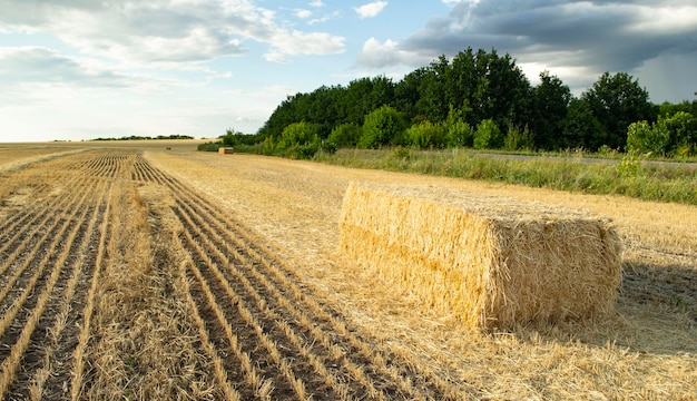 Landschaft mit Weizenfeld in der Ukraine