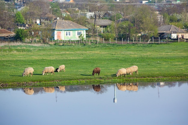 Landschaft mit wunderschöner Natur im Dorf in der Republik Moldau Landleben