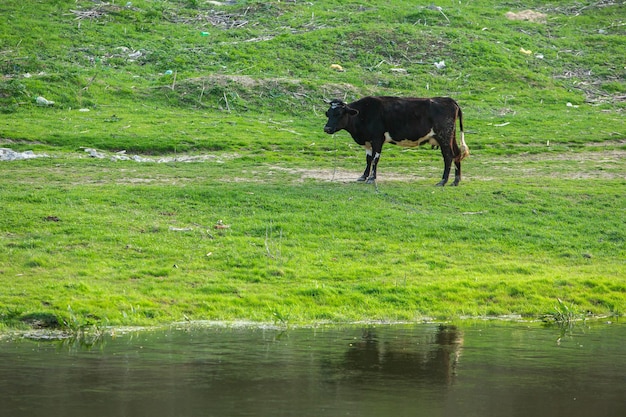 Landschaft mit wunderschöner Natur im Dorf in der Republik Moldau Landleben