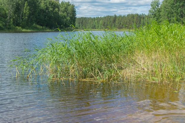 Landschaft, Schilf und bewaldetes Ufer des Sees.