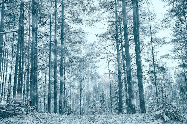 Landschaft Schneefall im Wald, Wald mit Schnee bedeckt, Panoramablick Bäume im Schneewetter