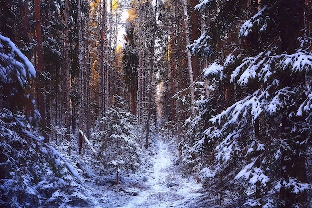 landschaft schneefall im wald, wald mit schnee bedeckt, panoramablick bäume im schneewetter