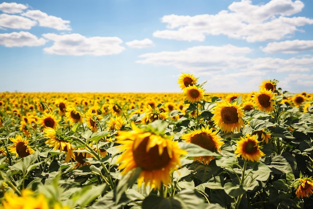 Landschaft Sonnenblumenfeld Organische und natürliche Blumen Hintergrund Landwirtschaft an einem sonnigen Tag