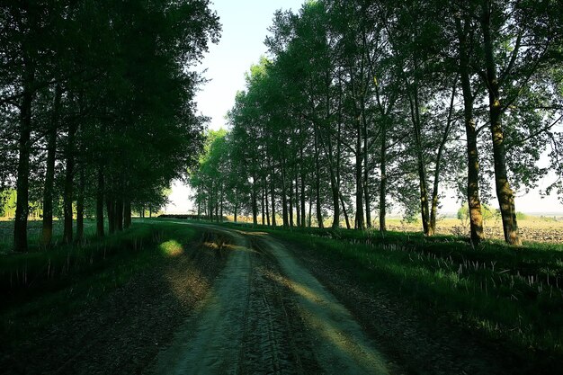 landschaft straße gasse grüne bäume