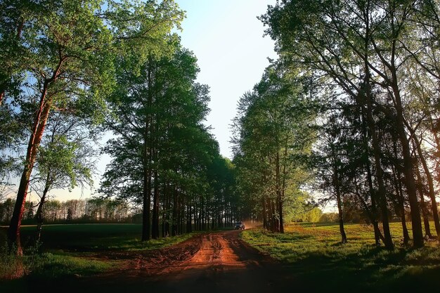 landschaft straße gasse grüne bäume