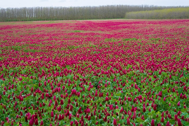 Landschaft Trifolium incarnatum Purpurklee oder italienischer Klee Feld blühender Purpurklee Trifolium incarnatum im Frühling ländliche Landschaft