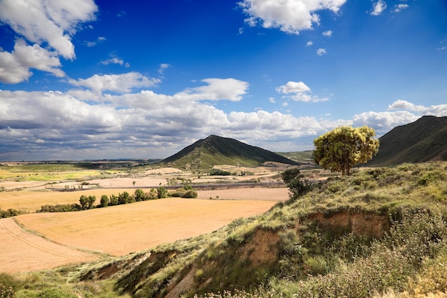 Landschaft und Baum.