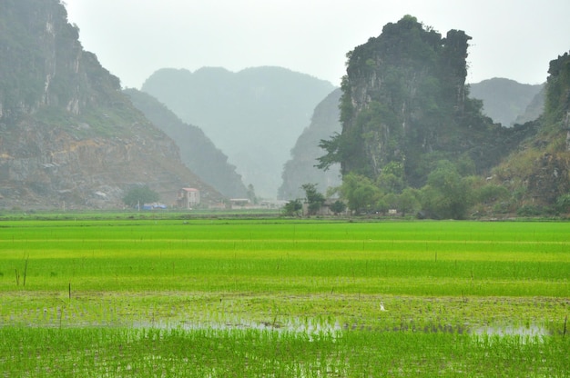 Landschaft Vietnams Reisfelder und Karsttürme in Ninh Binh