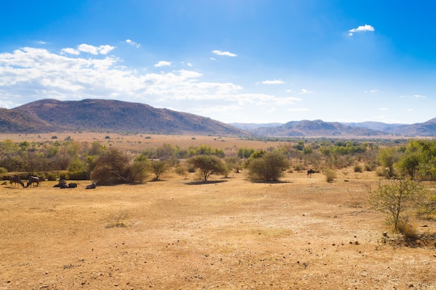 Landschaft vom Pilanesberg National Park, Südafrika. Tierwelt und Natur. afrikanische Safari