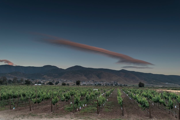 Foto landschaft vom weinberg bei sonnenuntergang